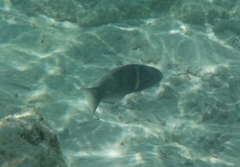 Thalassoma hebraicum