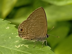 Anthene emolus goberus