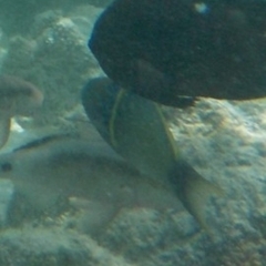 Thalassoma hebraicum