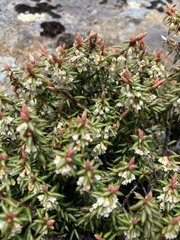 Monotoca empetrifolia