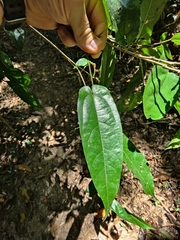Aristolochia deltantha