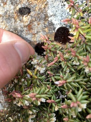 Monotoca empetrifolia