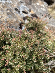 Monotoca empetrifolia