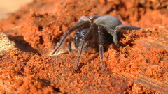 Amaurobius ferox