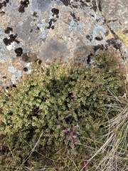 Monotoca empetrifolia