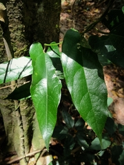 Aristolochia deltantha