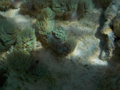 Conglomeratusclera coerulea