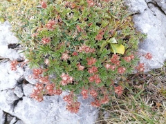 Potentilla clusiana