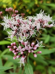 Eupatorium fortunei