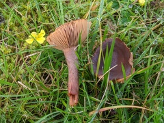 Lactarius serifluus