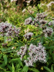Eupatorium fortunei