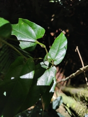 Aristolochia deltantha