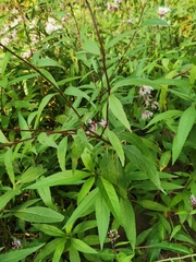 Eupatorium fortunei