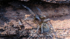 Amaurobius ferox