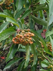 Photinia niitakayamensis