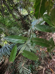 Aristolochia deltantha