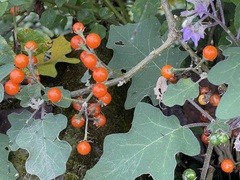 Solanum violaceum