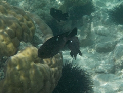 Dascyllus trimaculatus