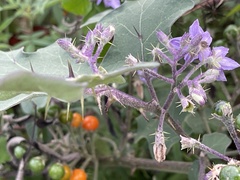 Solanum violaceum