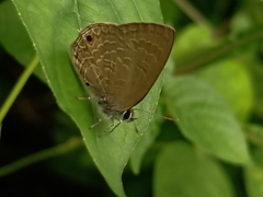 Anthene emolus goberus