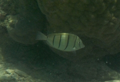 Acanthurus triostegus