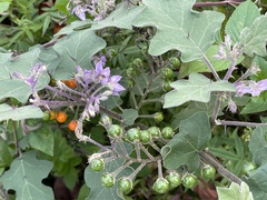Solanum violaceum