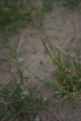 Poaceae