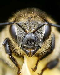 Apis mellifera