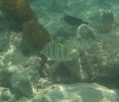 Acanthurus triostegus