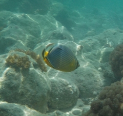 Chaetodon trifasciatus