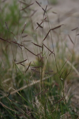 Bouteloua barbata