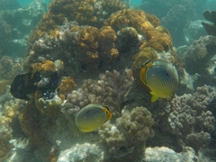 Chaetodon trifasciatus