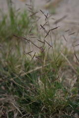 Bouteloua barbata
