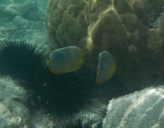 Chaetodon trifasciatus