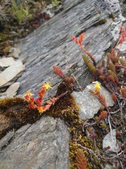 Sedum morrisonense