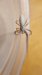Uloborus