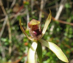 Caladenia testacea