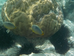 Chaetodon trifasciatus