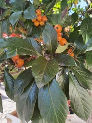 Scandosorbus intermedia