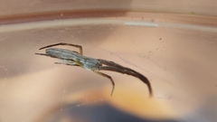 Uloborus