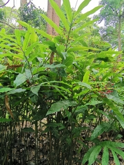 Alpinia conchigera