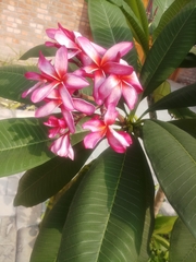 Plumeria rubra