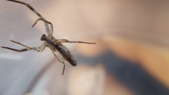 Uloborus