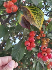 Scandosorbus intermedia