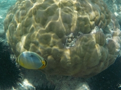 Chaetodon trifasciatus