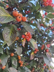 Scandosorbus intermedia