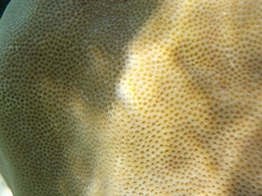 Porites