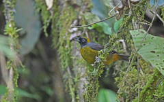 Mitrospingus cassinii