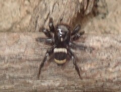 Saitis virgatus