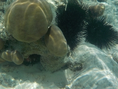 Porites